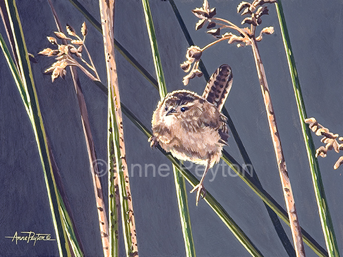 Among The Reeds